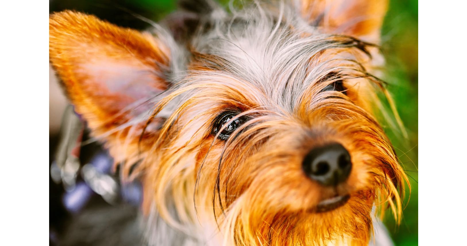 犬が怖い私 猛犬にらみ 体を張って得た ケツ論 エンタメ Nikkei Style