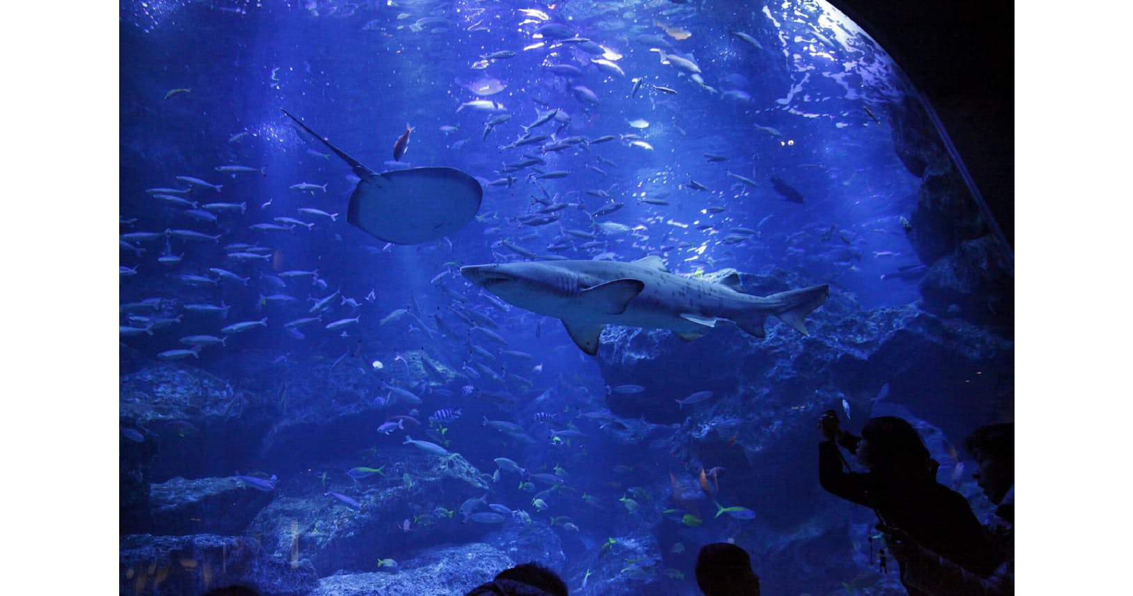 海から離れても水族館の魚は大丈夫なの Nikkei Style 海から離れても水族館の魚は大丈夫なの Nikkei Style