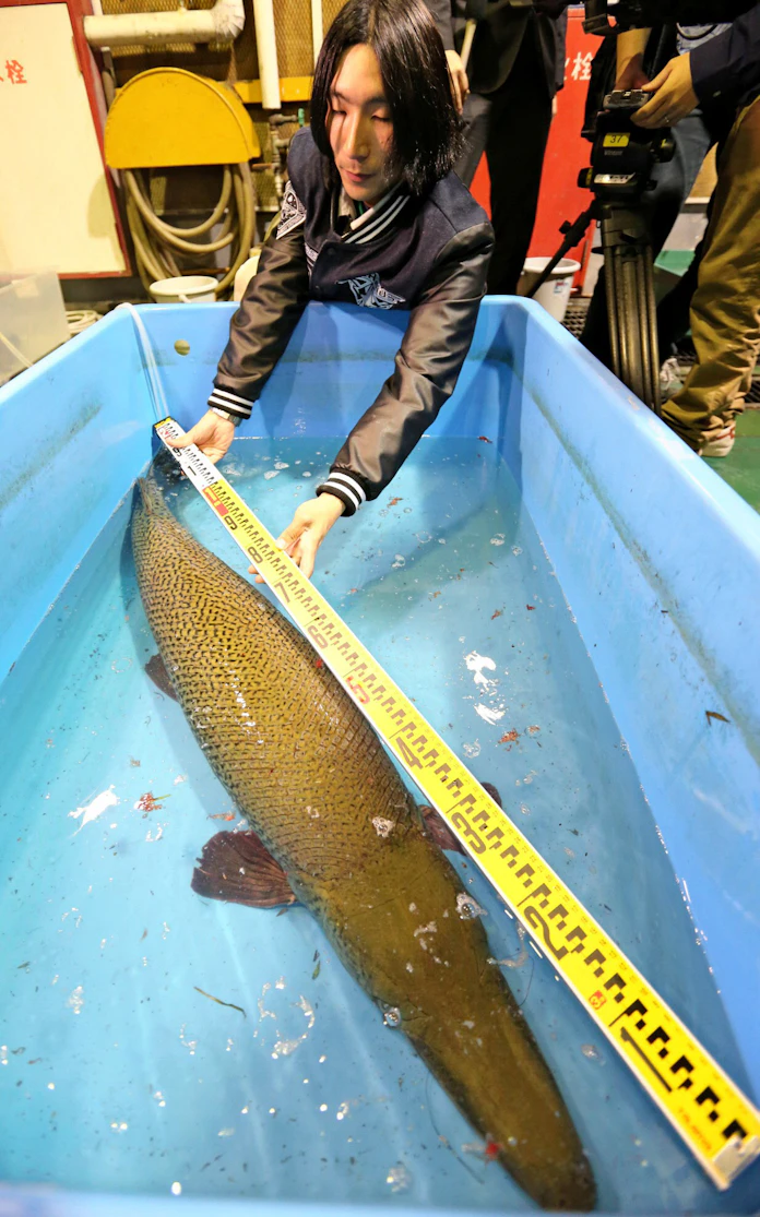 名古屋城外堀で アリゲーターガー 捕獲 大型の外来肉食魚 日本経済新聞 名古屋城外堀で アリゲーターガー 捕獲 大型の外来肉食魚 日本経済新聞