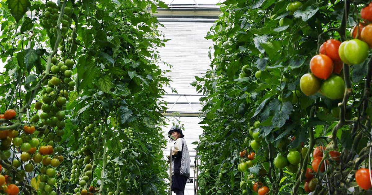 もっと関西 トマトの森 Itで実る 温室 パソコンで効率栽培 ここに技あり 日本経済新聞 もっと関西 トマトの森 Itで実る 温室 パソコンで効率栽培 ここに技あり 日本経済新聞