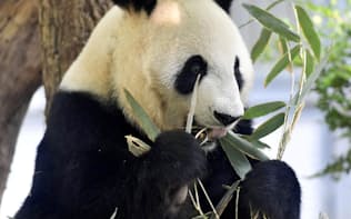 赤ちゃんを産んだ東京・上野動物園のジャイアントパンダ、シンシン（5月19日）