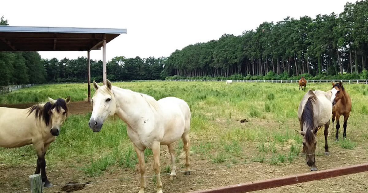 茨城県で交差する 最高学府と競馬の意外な縁 日本経済新聞 茨城県で交差する 最高学府と競馬の意外な縁 日本経済新聞