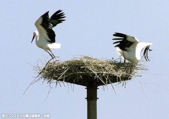 コウノトリ 豊岡の大空舞う 全国で野外生息100羽到達 日本経済新聞 コウノトリ 豊岡の大空舞う 全国で野外生息100羽到達 日本経済新聞