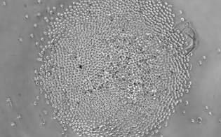 iPS細胞から作製したT細胞（京大・金子研提供）