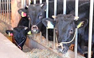 子牛の安定供給は和牛市場の拡大に不可欠だ