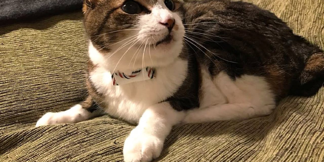 迷い猫の捜索費用も補償 ペット保険 プラスa競う Nikkei Style