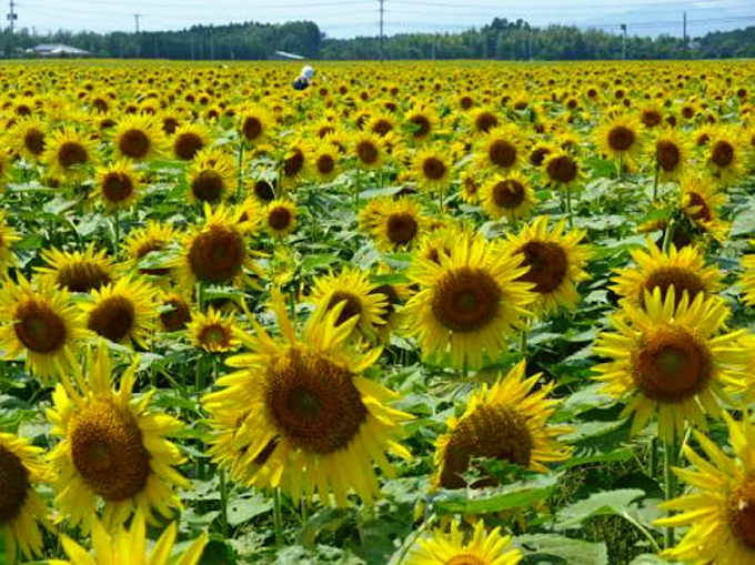 宮崎 高鍋町 日本一のヒマワリ畑 逆境逆手 3万人呼び込む 日本経済新聞