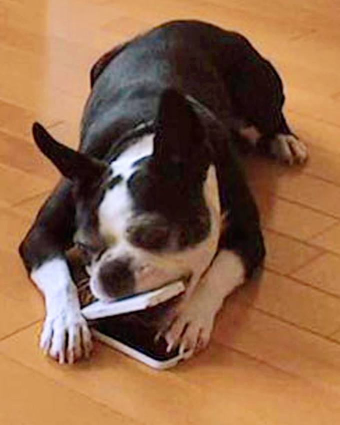 火災の原因 実はペット 害虫 こんろ誤動作や家電故障 日本経済新聞