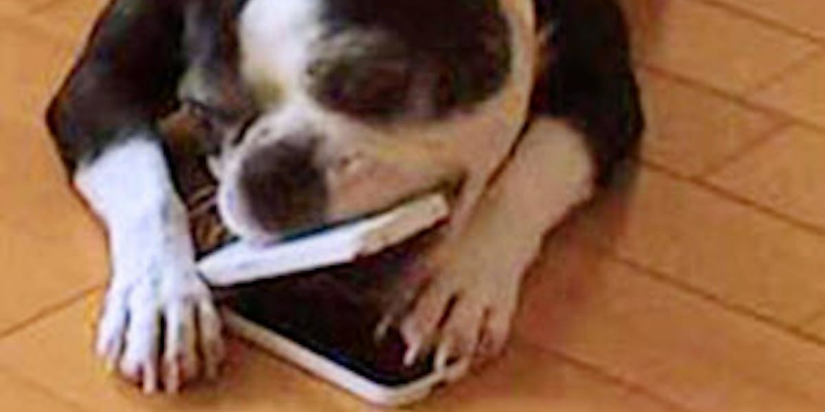 火災の原因 実はペット 害虫 こんろ誤動作や家電故障 日本経済新聞