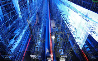 夜間、トマト畑で青い光を照射し生育状況を調べるロボット。農業と先端技術を融合したアグリテックが各地に広がっている(松山市の愛媛大学)=10分間露光、山本博文撮影