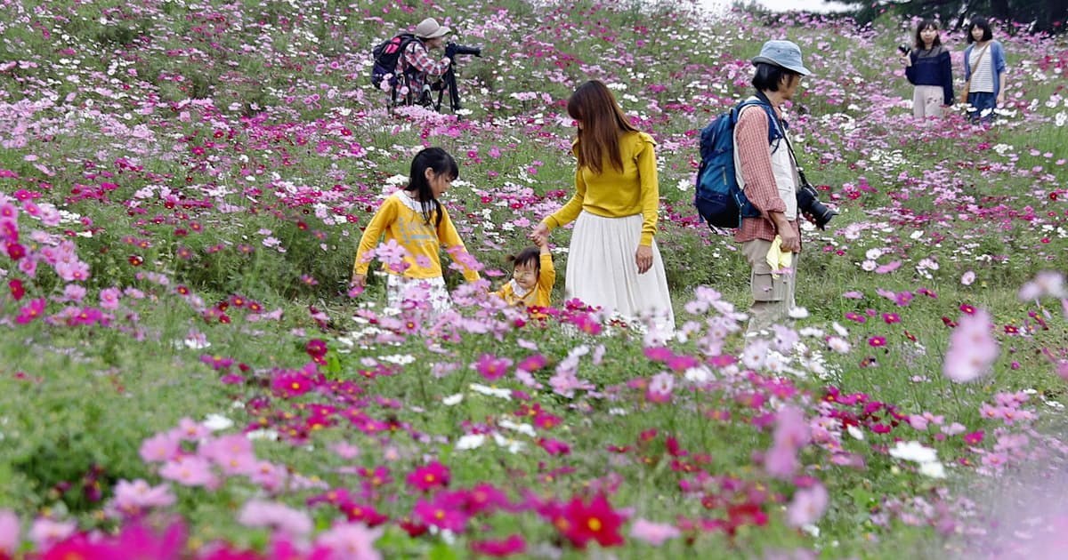 コスモス550万本が見ごろ 昭和記念公園 東京 立川 日本経済新聞 コスモス550万本が見ごろ 昭和記念公園 東京 立川 日本経済新聞