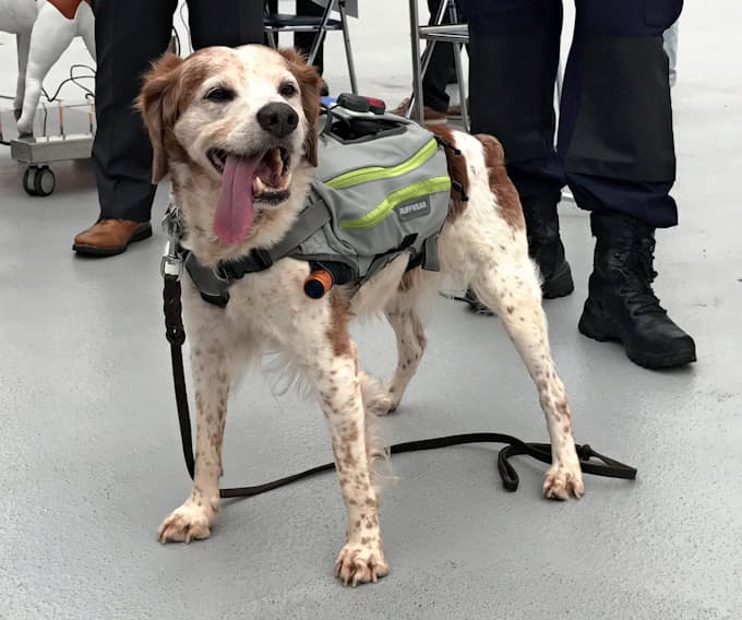 サイバー救助犬が登場 カメラやgps装着 日本経済新聞