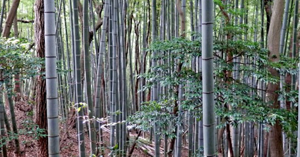 竹繁殖前線 破竹の北上 温暖化で拡大予測 日本経済新聞 竹繁殖前線 破竹の北上 温暖化で拡大予測 日本経済新聞