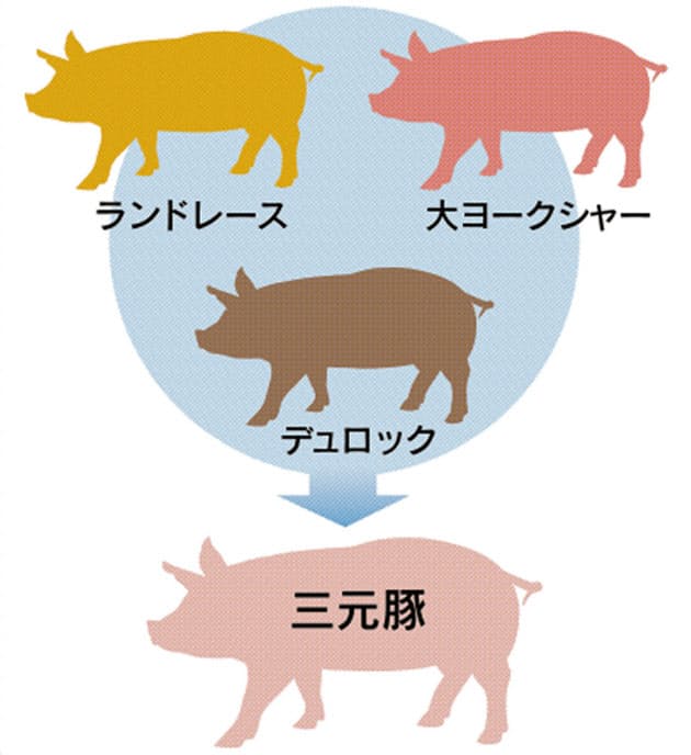 お肉の基本 クイズでチェック Nikkei Style お肉の基本 クイズでチェック Nikkei Style