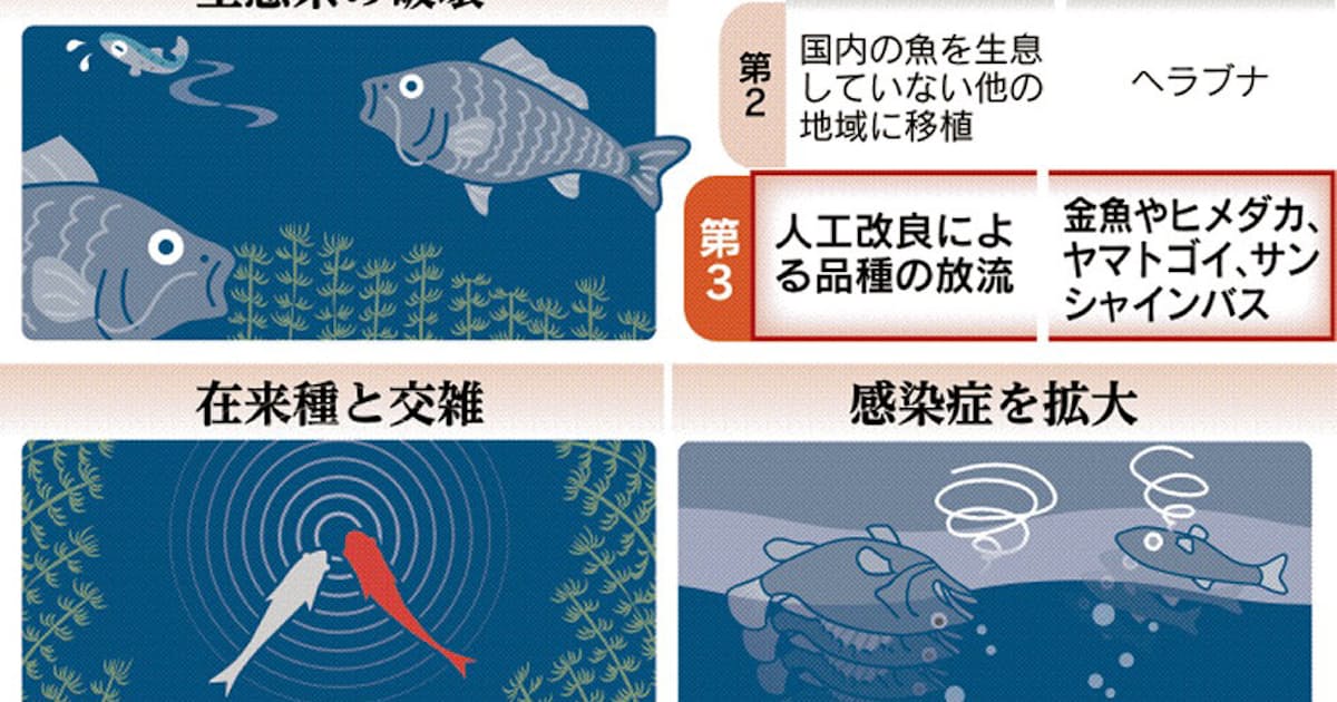 そのメダカ 人工外来魚 放流で生態系に悪影響 日本経済新聞 そのメダカ 人工外来魚 放流で生態系に悪影響 日本経済新聞