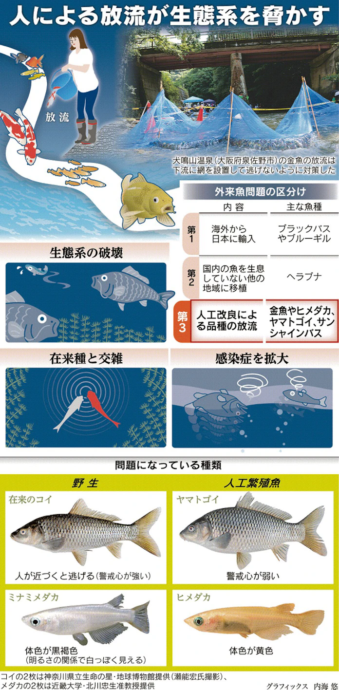 そのメダカ 人工外来魚 放流で生態系に悪影響 日本経済新聞 そのメダカ 人工外来魚 放流で生態系に悪影響 日本経済新聞