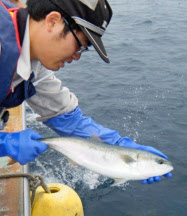 寒ブリ不漁で回遊路調査 富山県 電子タグ使い 日本経済新聞