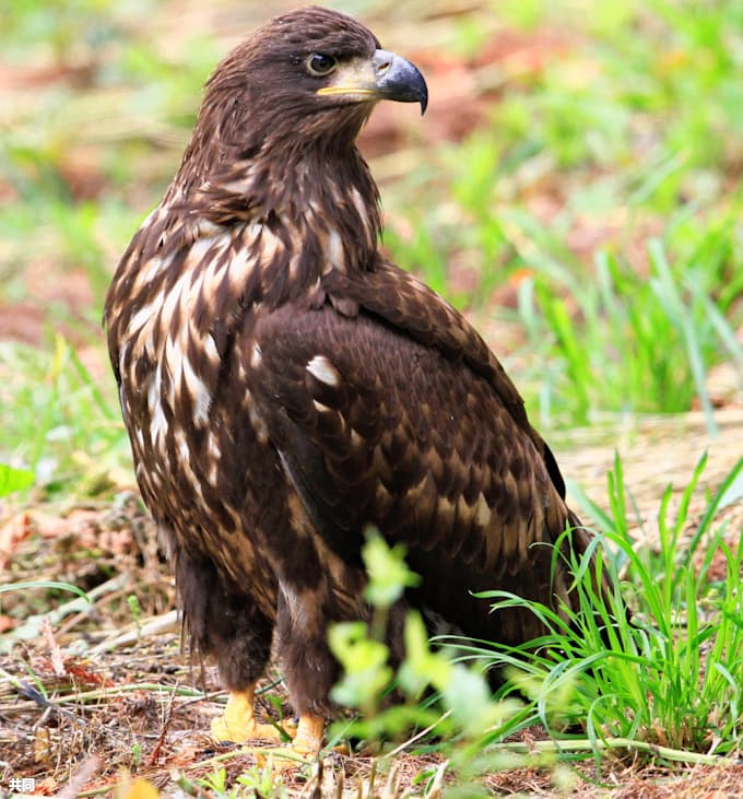 オジロワシ青森で繁殖 本州で初確認 野鳥の会 日本経済新聞