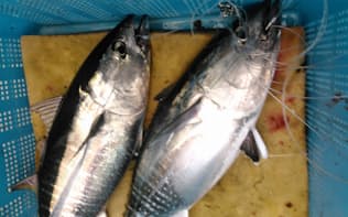 定置網に加え、漁業者による釣りでも小型のクロマグロの漁獲量が増えている。