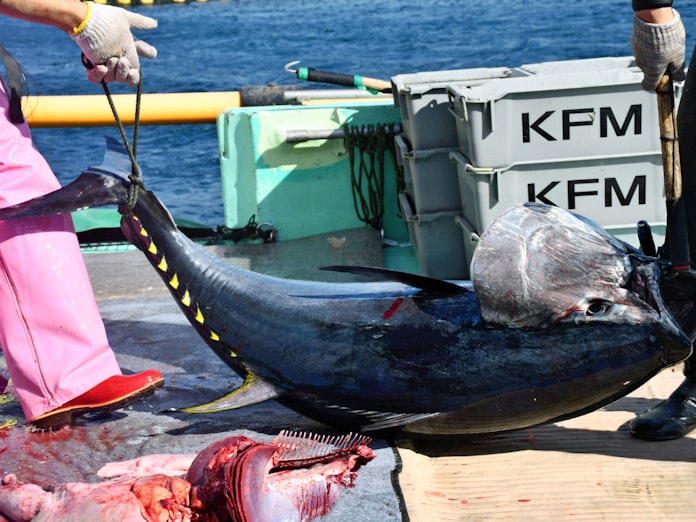 マグロ完全養殖ツナぐ餌 日本経済新聞 マグロ完全養殖ツナぐ餌 日本経済新聞