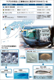 マグロ完全養殖ツナぐ餌 日本経済新聞