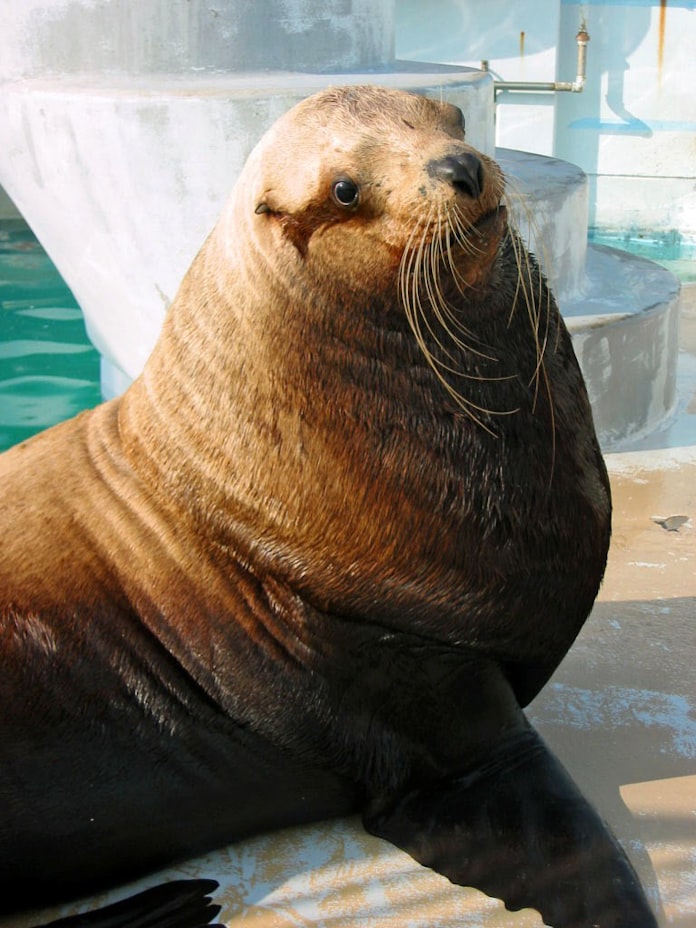 国内最高齢のトド死ぬ 南知多ビーチランド 日本経済新聞 国内最高齢のトド死ぬ 南知多ビーチランド 日本経済新聞
