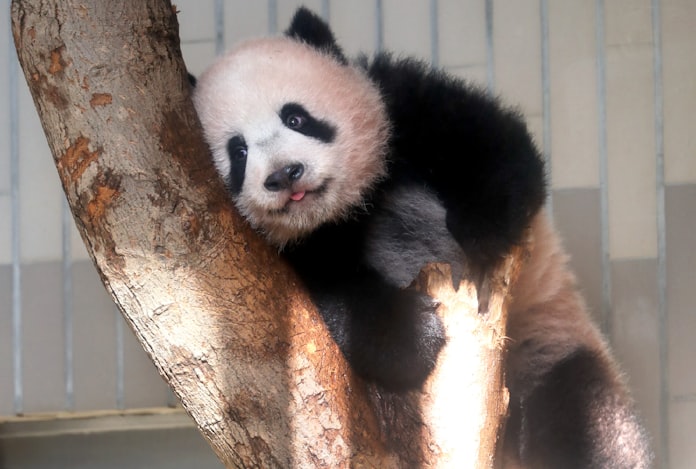 シャンシャン 19年に見納め 中国と返還協定 日本経済新聞