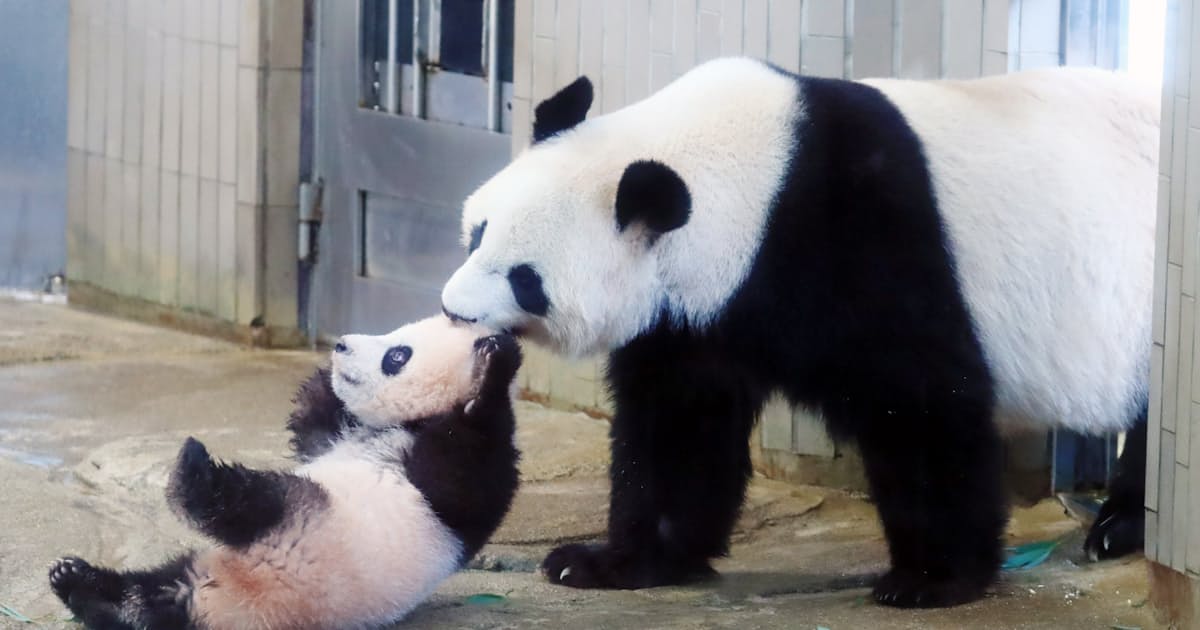 上野動物園のパンダ 中国に支払うレンタル料は 日本経済新聞 上野動物園のパンダ 中国に支払うレンタル料は 日本経済新聞