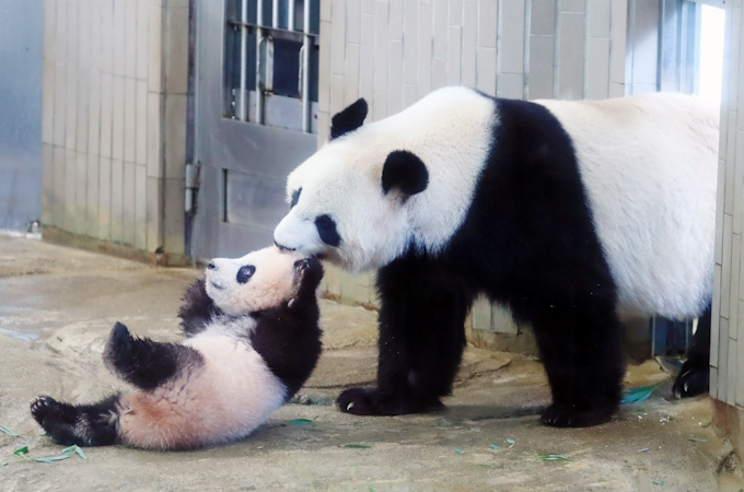 上野動物園のパンダ 中国に支払うレンタル料は 日本経済新聞