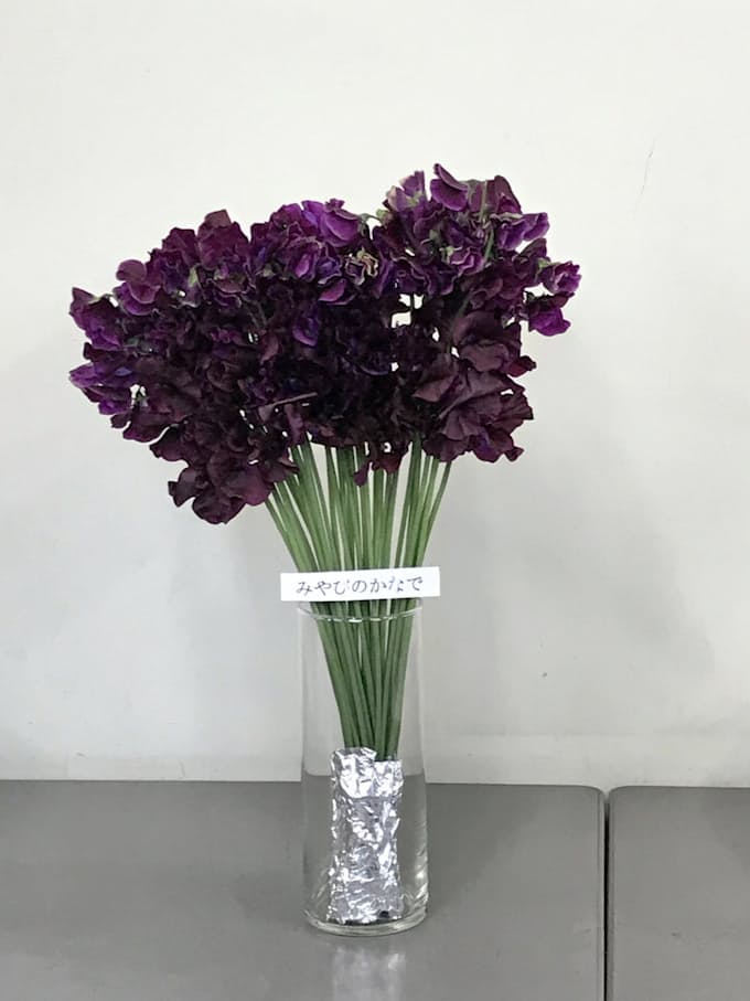 スイートピーの新品種 宮崎で出荷始まる 日本経済新聞