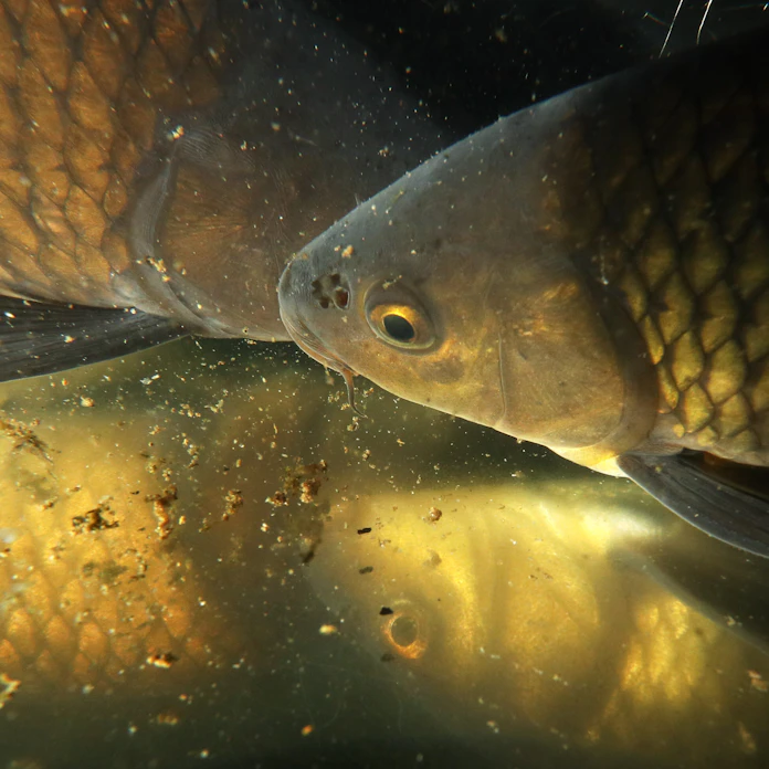 在来ゴイよ琵琶湖に戻ってこい 漁業者ら調査や保護活動 日本経済新聞 在来ゴイよ琵琶湖に戻ってこい 漁業者ら調査や保護活動 日本経済新聞