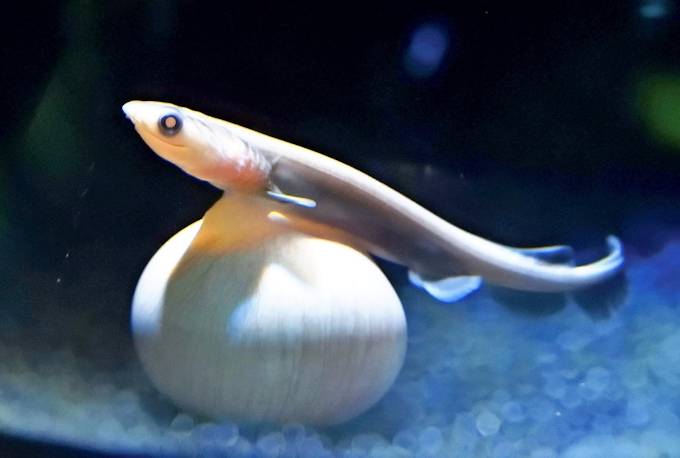 深海生物 ラブカ 生態解明に挑む 日本経済新聞