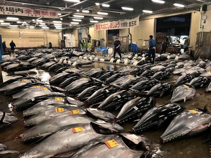 築地市場最後の初競り マグロ最高値は3645万円 日本経済新聞
