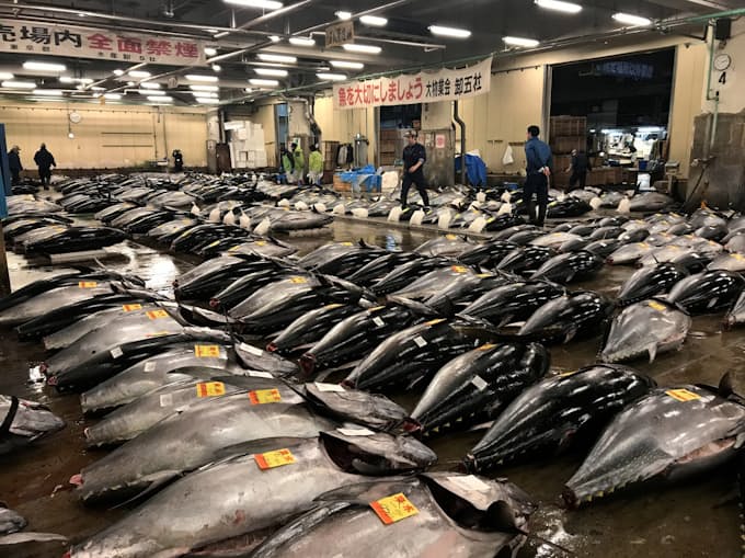 築地市場最後の初競り マグロ最高値は3645万円 日本経済新聞