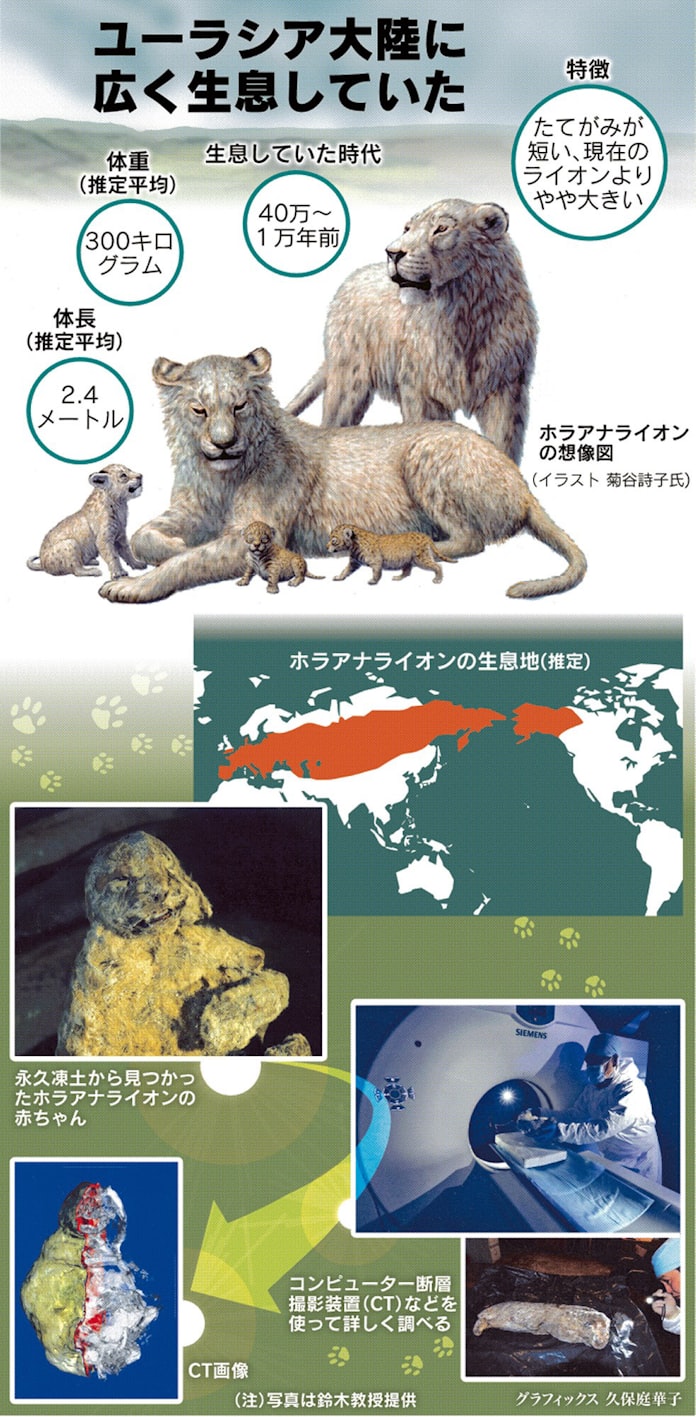 絶滅ライオンの姿明かす 氷づけの子 日ロで解析 日本経済新聞 絶滅ライオンの姿明かす 氷づけの子 日ロで解析 日本経済新聞