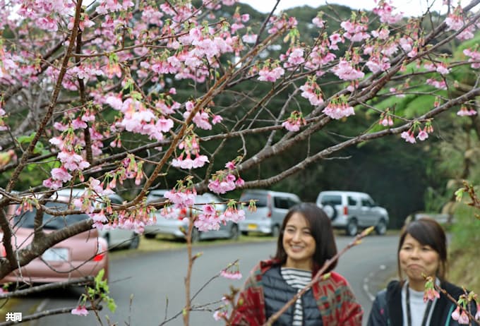 奄美でヒカンザクラ開花 ピンクの花ほころぶ 日本経済新聞
