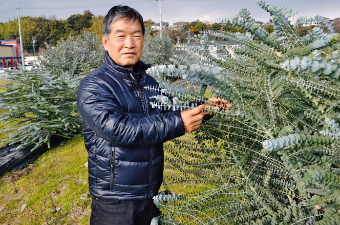 ユーカリ栽培各地で盛んに コアラ好物 鑑賞に人気 日本経済新聞 ユーカリ栽培各地で盛んに コアラ好物 鑑賞に人気 日本経済新聞