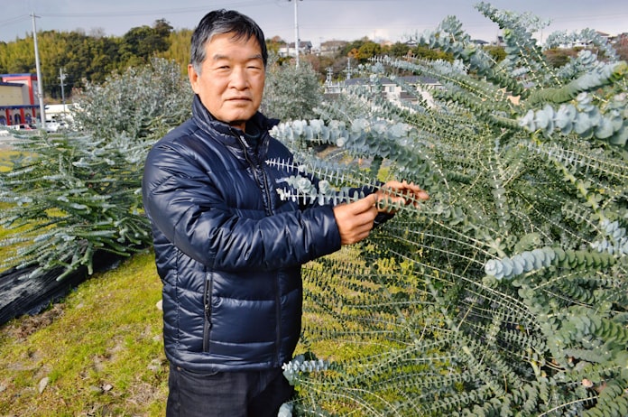 ユーカリ 育て 方