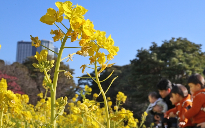 菜の花に春の気配 東京 浜離宮恩賜庭園 日本経済新聞