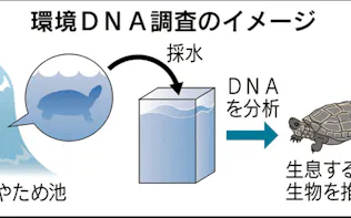 日本のワカメやクズ 異国で大繁殖 逆の外来種問題に 日本経済新聞 日本のワカメやクズ 異国で大繁殖 逆の外来種問題に 日本経済新聞