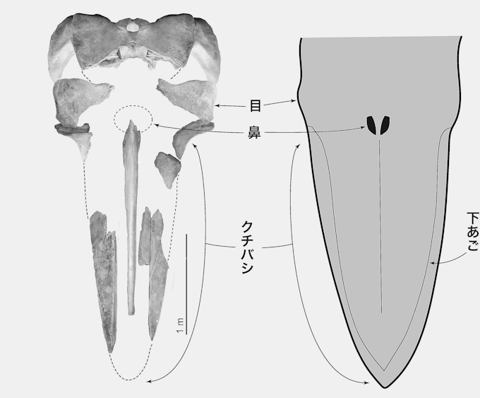 カツオクジラの化石初確認 縄文時代に生息 大阪 日本経済新聞