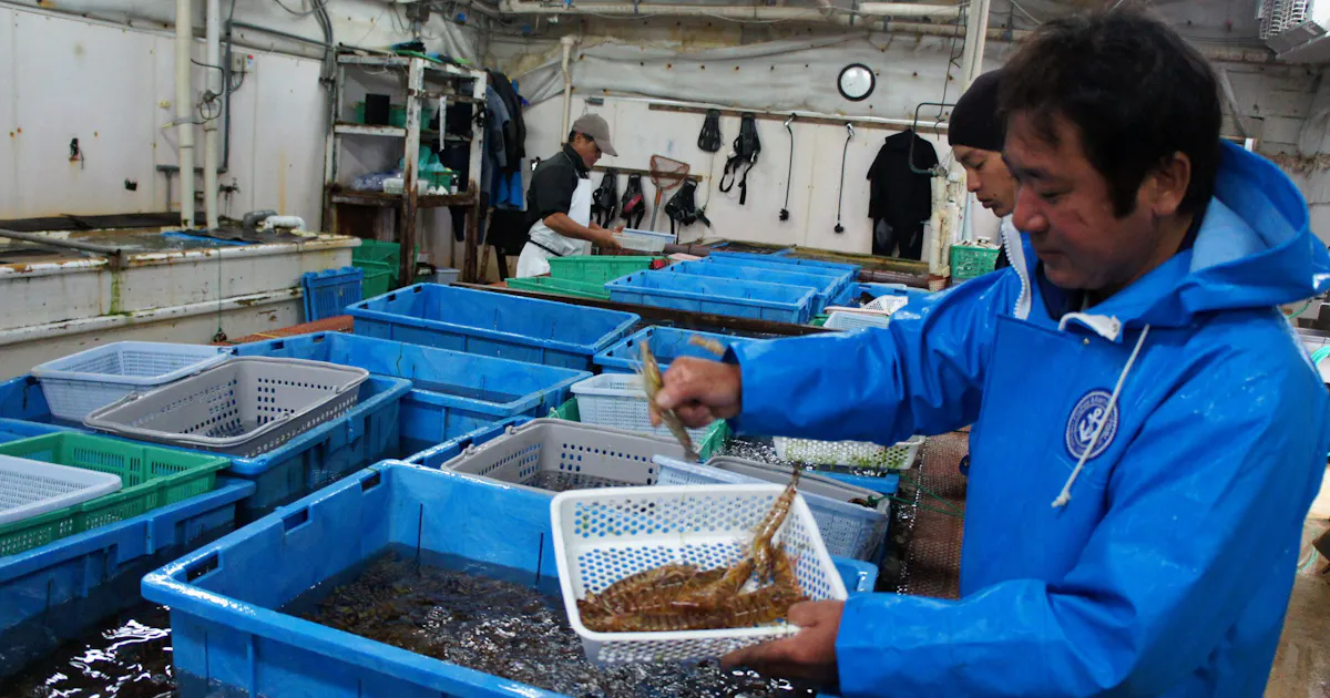 沖縄久米島 クルマエビ生産日本一 海洋深層水で養殖盛ん 日本経済新聞 沖縄久米島 クルマエビ生産日本一 海洋深層水で養殖盛ん 日本経済新聞