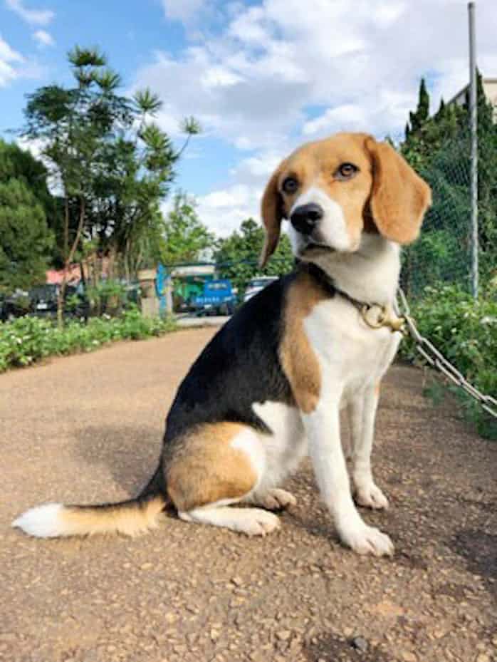 ヒアリ探知犬 が初めて日本に 3月 活躍は未知数 日本経済新聞