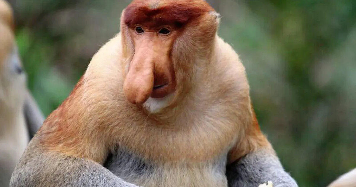 大きな鼻ほど繁殖能力高く テングザル調査 京大など 日本経済新聞