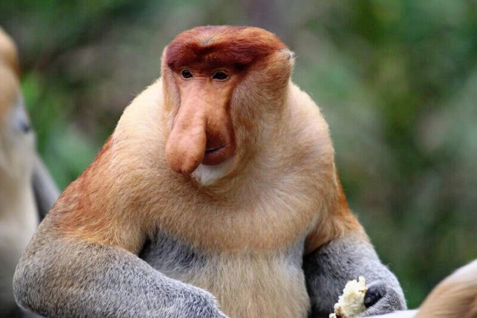 大きな鼻ほど繁殖能力高く テングザル調査 京大など 日本経済新聞