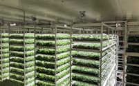 LEDでレタスを育てるMIRAIの植物工場（千葉県柏市）