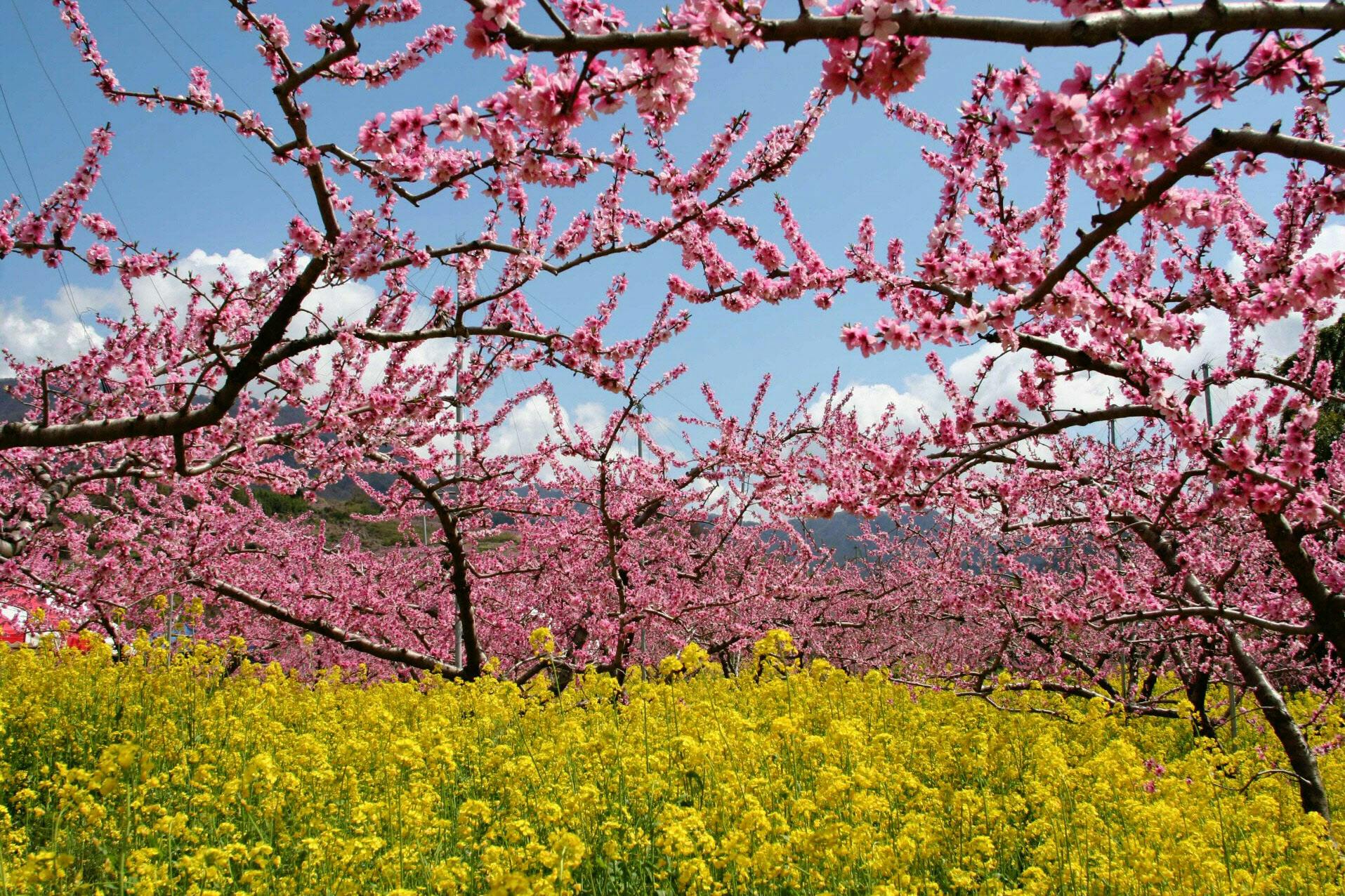 春を感じる桃の花 全国の名所10選 Nikkei Style 春を感じる桃の花 全国の名所10選 Nikkei Style