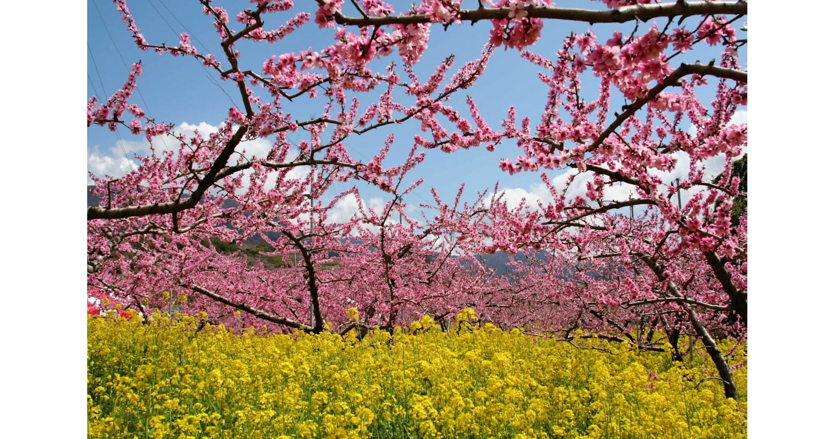 春を感じる桃の花 全国の名所10選 トラベル Nikkei Style