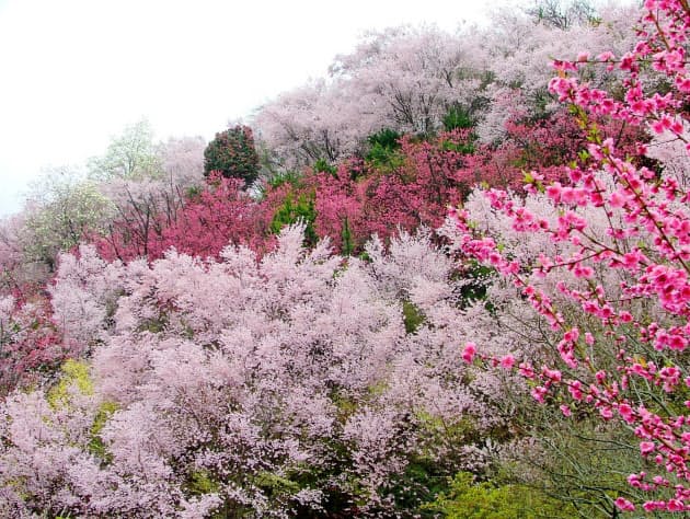 春を感じる桃の花 全国の名所10選 Nikkei Style 春を感じる桃の花 全国の名所10選 Nikkei Style