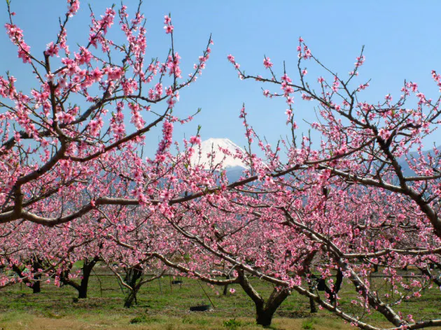 春を感じる桃の花 全国の名所10選 Nikkei Style 春を感じる桃の花 全国の名所10選 Nikkei Style